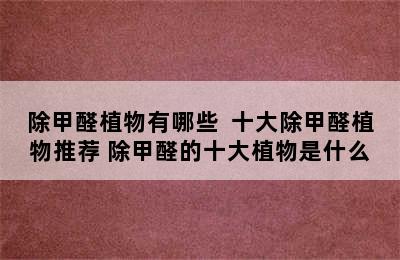 除甲醛植物有哪些  十大除甲醛植物推荐 除甲醛的十大植物是什么